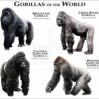 Gorillas of the World print