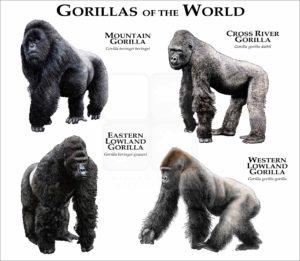 Gorillas of the World print