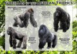 Gorillas of the African Tropics poster