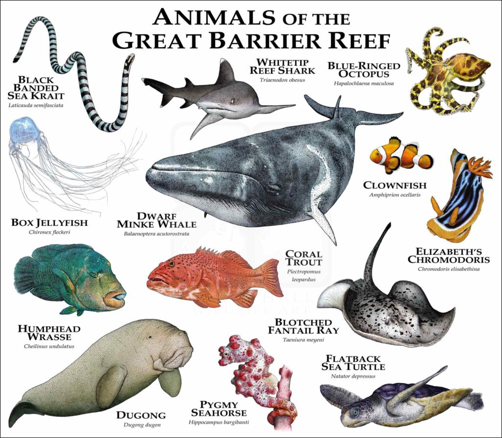 Animals of the Great Barrier Reef Poster Print – inkart