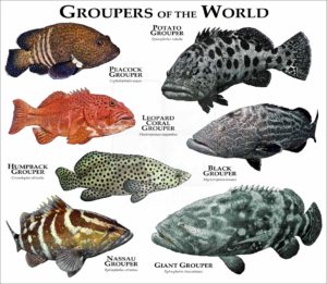 Grouper of the World print
