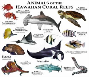 Animals of the Hawaiian Coral Reefs print