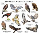 Hawks of North America print
