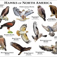 Hawks of North America print