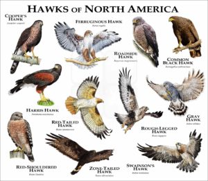 Hawks of North America print