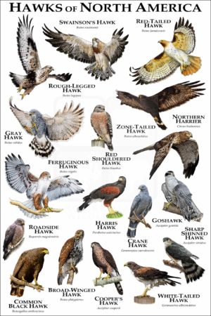 Hawks of North America poster