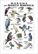 Herons of North America poster
