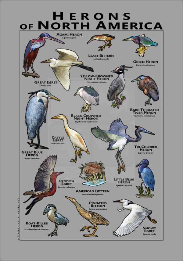 Herons of North America poster