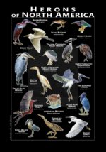 Herons of North America poster