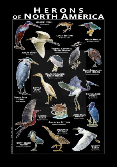Herons of North America poster