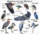 Herons of the World print
