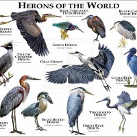 Herons of the World print