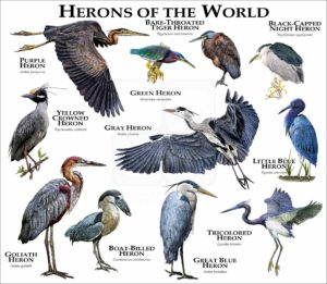 Herons of the World print