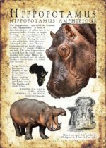 Hippopotamus Poster