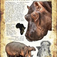 Hippopotamus Poster