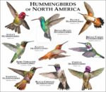 Hummingbirds of North America print