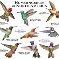 Hummingbirds of North America print