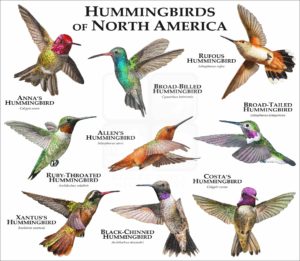 Hummingbirds of North America print