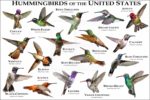Hummingbirds of the United States poster