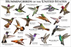 Hummingbirds of the United States poster