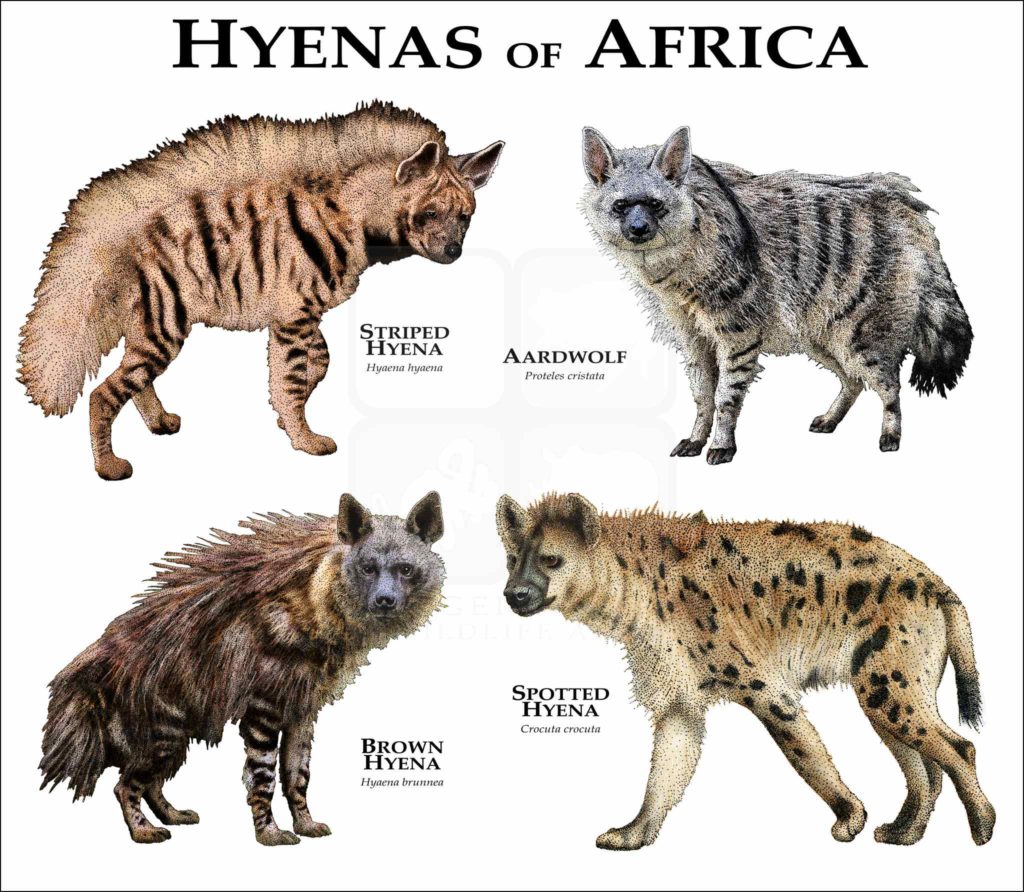 hyenas-1024x892.jpg