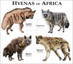 Hyena of Africa print