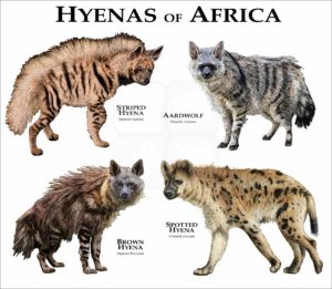 Hyena of Africa print