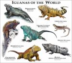 Iguanas of the World print