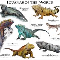 Iguanas of the World print