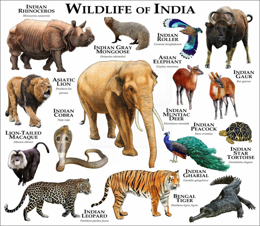 Wildlife Of Japan Poster Print Inkart