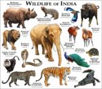 Wildlife of India print