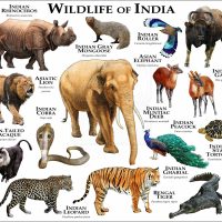 Wildlife of India print