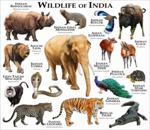 Wildlife of India print