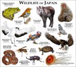 Wildlife of Japan print