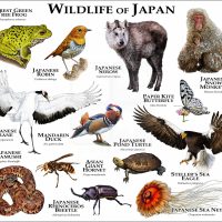 Wildlife of Japan print