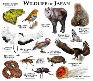 Wildlife of Japan print