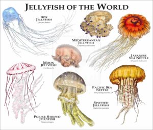 Jellyfish of the World print