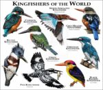 Kingfishers of the World print