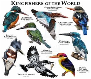 Kingfishers of the World print