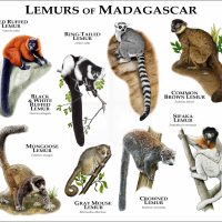 Lemurs of Madagascar print