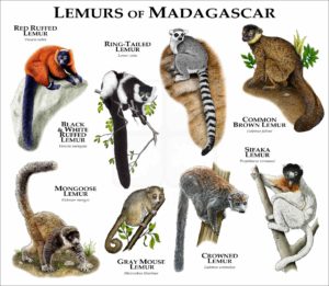 Lemurs of Madagascar print