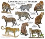 Leopards of the World print