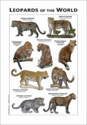 Leopards of the World poster