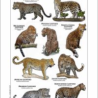 Leopards of the World poster