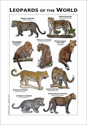 Leopards of the World poster