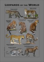 Leopard of the World Gray