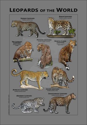 Leopard of the World Gray
