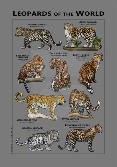 Leopard of the World Gray