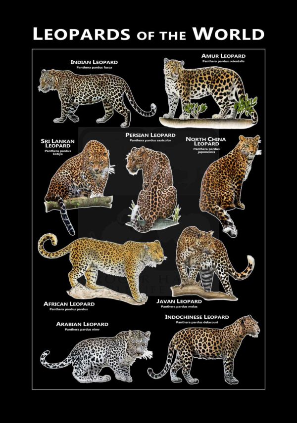 Leopards of the World - black