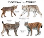 Lynxes of the World print